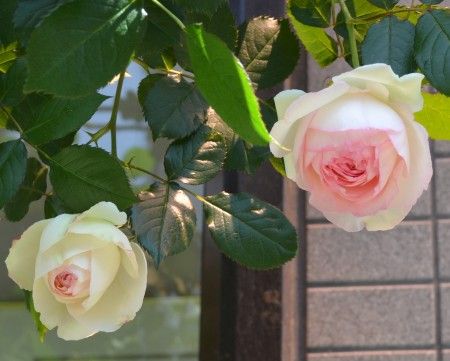 薔薇(ピエール・ドゥ・ロンサール)の花が咲き始めました