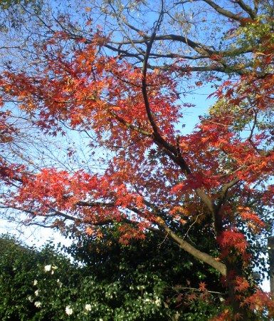 宮前公園のモミジ