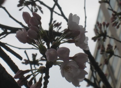 目黒川の桜