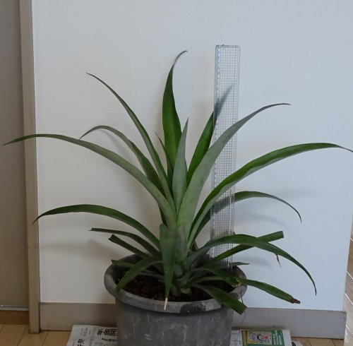 鉢植えしたパイナップルのヘタがずいぶん成長してきました。