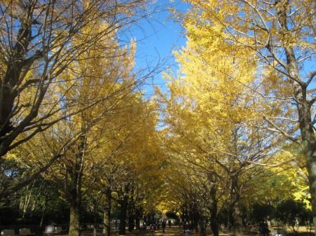 光が丘公園のイチョウ並木