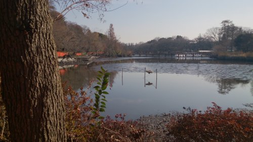 井の頭公園 池が水抜き中 かいぼり