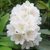 尾瀬ケ原の花