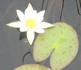 尾瀬ケ原の花