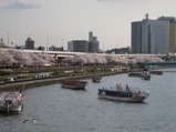 隅田川の桜