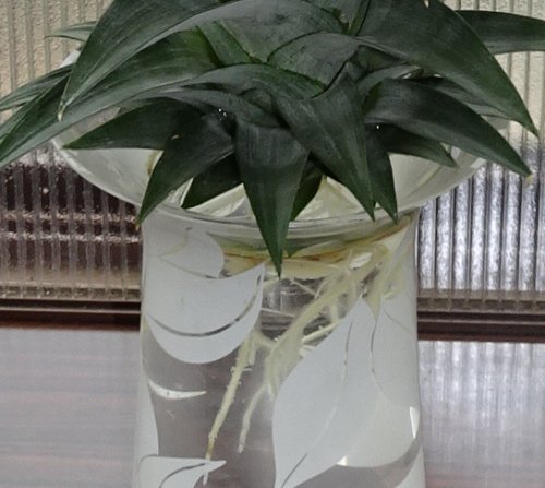 食べたパイナップルのヘタを水耕栽培し 根が出てきたので鉢植えにしました つぼさんの趣味のブログ 食べたパイナップルのヘタを水耕栽培し 根が出てきたので鉢植えにしました つぼさんの趣味のブログ