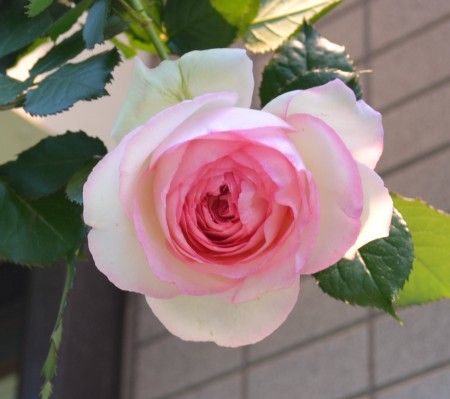 薔薇(ピエール・ドゥ・ロンサール)の花が咲き始めました