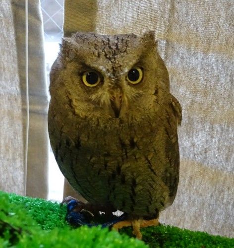 吉祥寺のカフェ フクロウの里