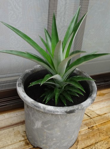 食べたパイナップルのヘタを水耕栽培し 根が出てきたので鉢植えにしました つぼさんの趣味のブログ 食べたパイナップルのヘタを水耕栽培し 根が出てきたので鉢植えにしました つぼさんの趣味のブログ
