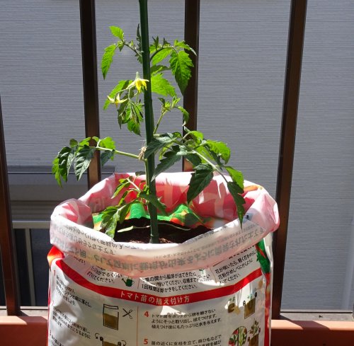 今年も夏野菜のキュウリとミニトマトの接ぎ木苗を植えました つぼさんの趣味のブログ 今年も夏野菜のキュウリとミニトマトの接ぎ木苗を植えました つぼさんの趣味のブログ