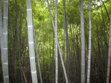 竹林