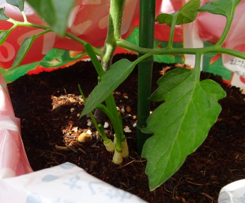 ミニトマトの接ぎ木苗の根元にコンパニオンプランツとして分葱を植えました つぼさんの趣味のブログ ミニトマトの接ぎ木苗の根元にコンパニオンプランツとして分葱を植えました つぼさんの趣味のブログ