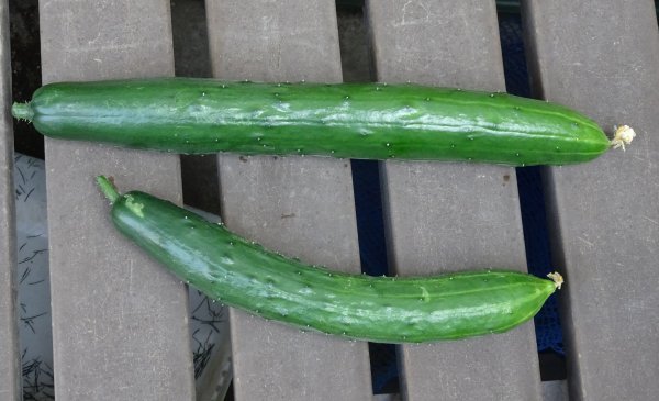 4月末に植えたキウリの接ぎ木苗から初収穫