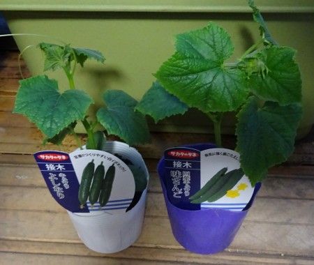 キュウリ(味さんご、よしなり)の接木苗