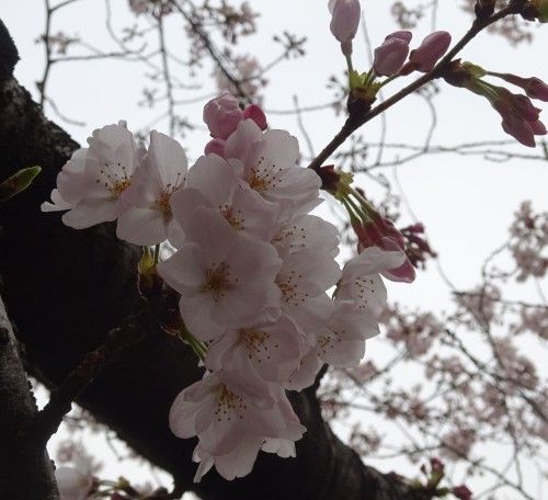目黒川の桜 大鳥神社近くの目黒新橋から