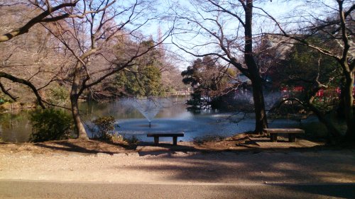 井の頭公園 池が水抜き中 かいぼり
