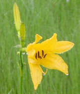 尾瀬ヶ原の花