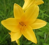 尾瀬ケ原の花