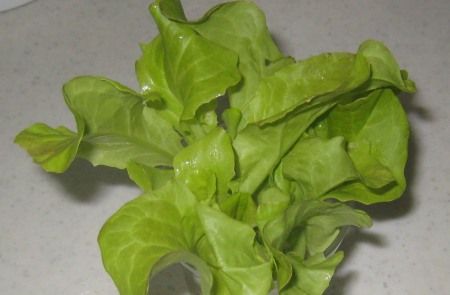 ベランダ菜園 レタス