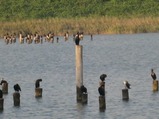 東京港野鳥公園の野鳥 画像