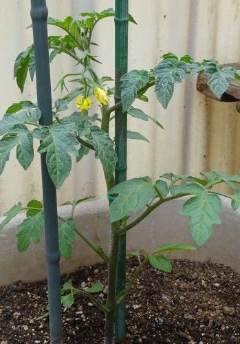 ベランダ菜園に夏野菜(キュウリとミニトマト)の苗の植え付け