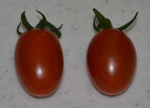 ミニトマト アイコの実を収穫
