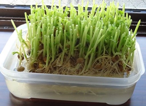 豆苗の再生栽培にトライ