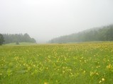 尾瀬ヶ原