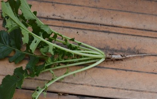 ベランダ菜園の大根の間引き