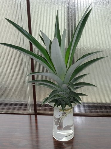 食べたパイナップルのヘタを水耕栽培し 根が出てきたので鉢植えにしました つぼさんの趣味のブログ