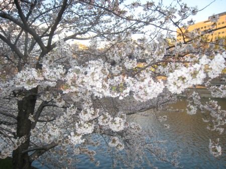 飯田橋のお堀の桜