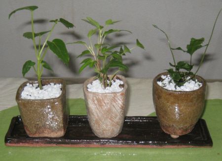 ミニ盆栽の植木鉢とお皿