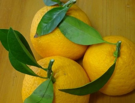 甘夏みかんの実を3個収穫