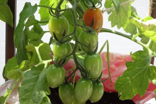 ベランダ菜園のミニトマトの接ぎ木苗 第１段目の実が赤くなり始めました つぼさんの趣味のブログ