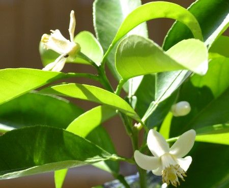 ネットで購入した甘夏みかんに花が咲き始めました。