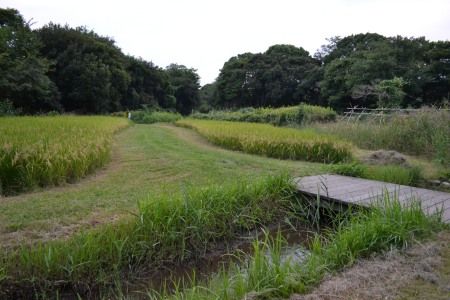 大井の東京港野鳥公園の田んぼ