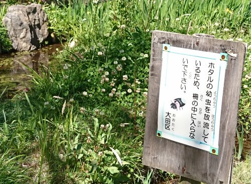 洗足池を散歩