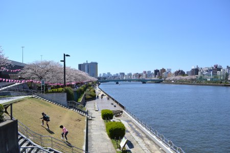 隅田川の桜祭り