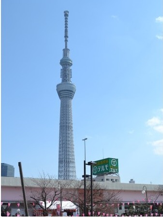 桜橋からのスカイツリー
