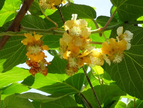 今年もネットで購入したキウイフルーツ スーパーエメラルドの花が咲きました