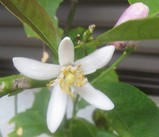 レモンの花