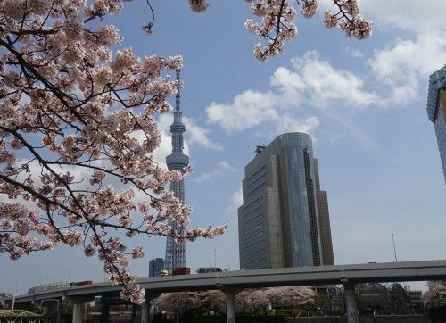 桜橋を渡って浅草側へ