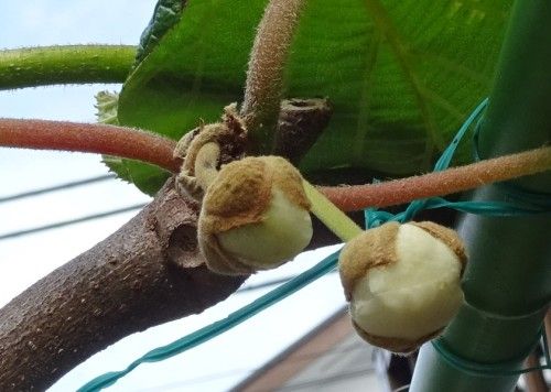 ネットで購入したキウイ スーパーエメラルドに花が咲きました