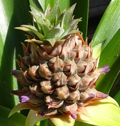 食べた後のヘタからベランダで育てたパイナップルに紫色の花が咲き始めました つぼさんの趣味のブログ 食べた後のヘタからベランダで育てたパイナップルに紫色の花が咲き始めました つぼさんの趣味のブログ