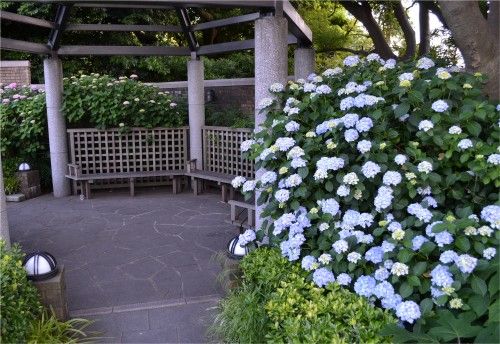 アメリカ山公園は紫陽花が見ごろでした