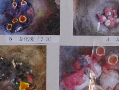 シジュウカラの巣作り観察記録