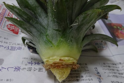 食べたパイナップルヘタを育てて実の収穫にトライ