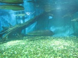 COEX水族館