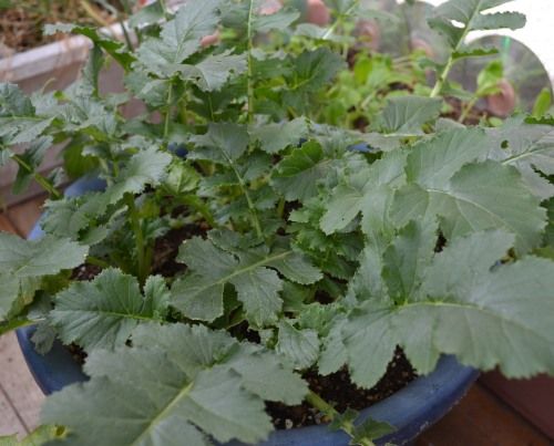 ベランダ菜園の大根
