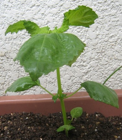 ベランダ菜園のシソ